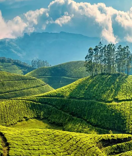 Eravikulam & Tea Museum Tour